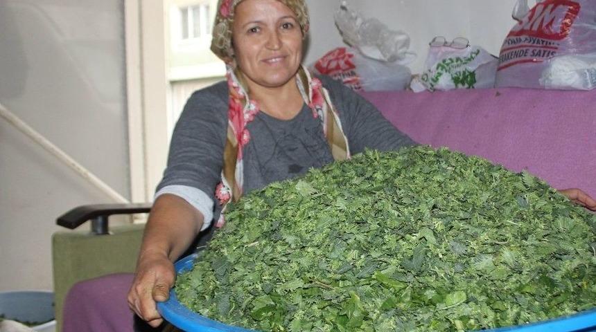 Isırgan Otu İle Ispanak Hayatını Değiştirdi