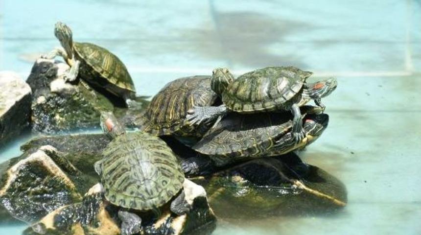 Su Kaplumbağalarını Otelin S&uuml;s Havuzuna Bıraktılar