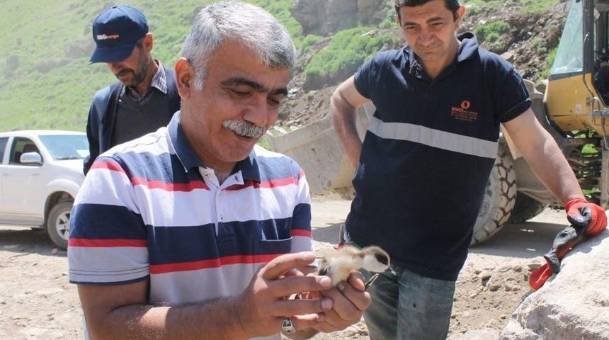 Angut Yavruları Koruma Altına Alındı