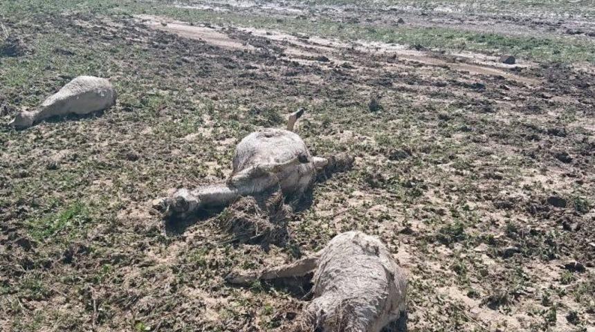 (&ouml;zel Haber)- Ankara&rsquo;da Şiddetli Yağmur, &Ccedil;obanlar Canını Zor Kurtardı