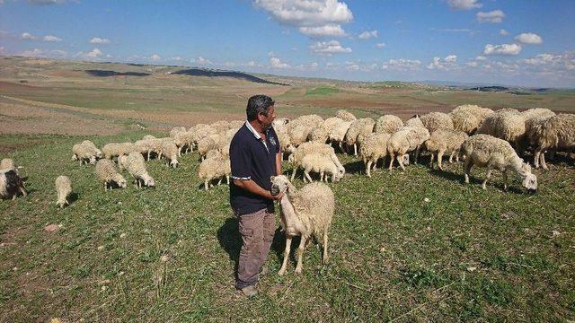 (özel Haber)- Ankara’da Şiddetli Yağmur, Çobanlar Canını Zor Kurtardı