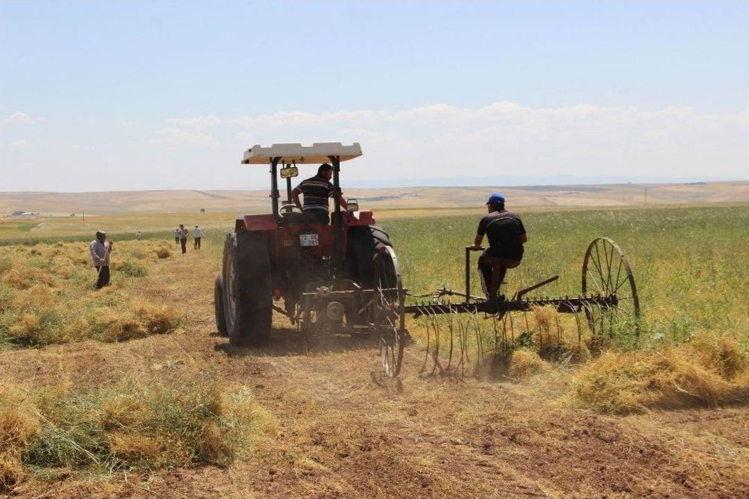 &Ccedil;ift&ccedil;i Mercimekten Umutlu