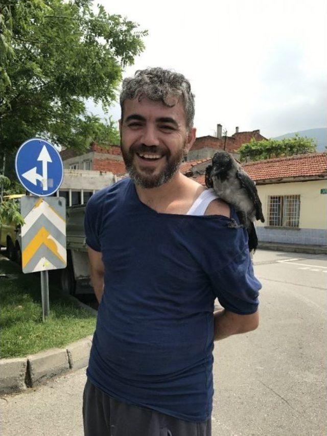 Başına Yavru Karga Kondu, Karga Ailesi Onu Rahat Bırakmadı