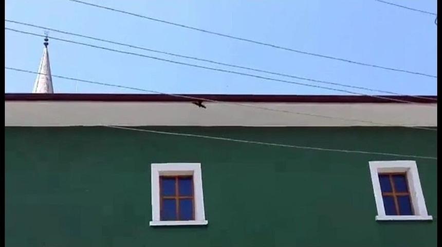 Hisarcık İtfaiyesinden Kırlangı&ccedil; Kurtarma Operasyonu