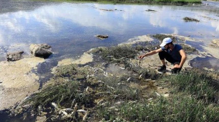 'u&ccedil;an Balıklar' G&ouml;&ccedil; Yolunda &Ouml;l&uuml;yor