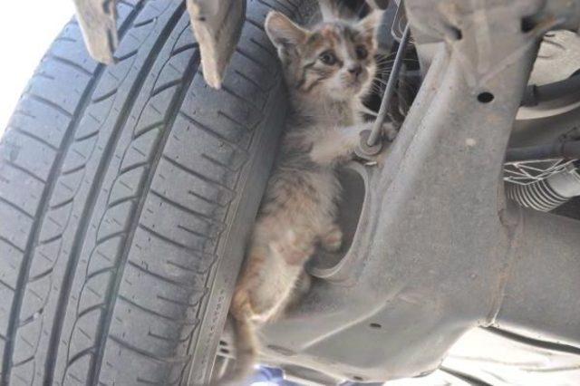Otomobilin Motoruna Sıkışan Kediyi Itfaiye Ekipleri Kurtardı
