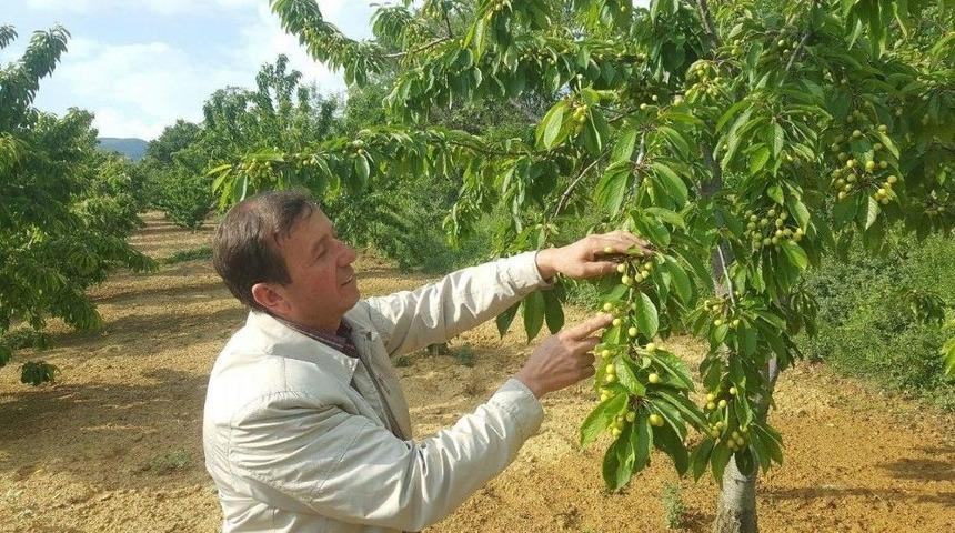 Aşırı Yağışlar Meyve &Uuml;reticilerini Endişelendiriyor