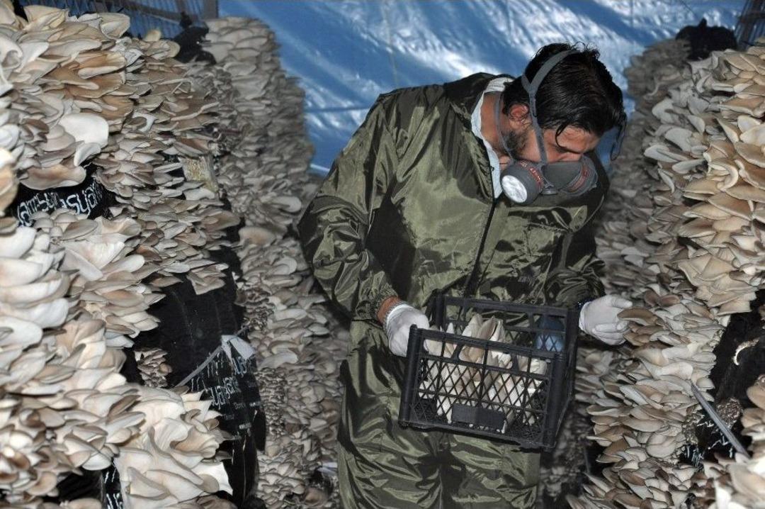 İstiridye Mantarı Ge&ccedil;im Kaynağı Oldu