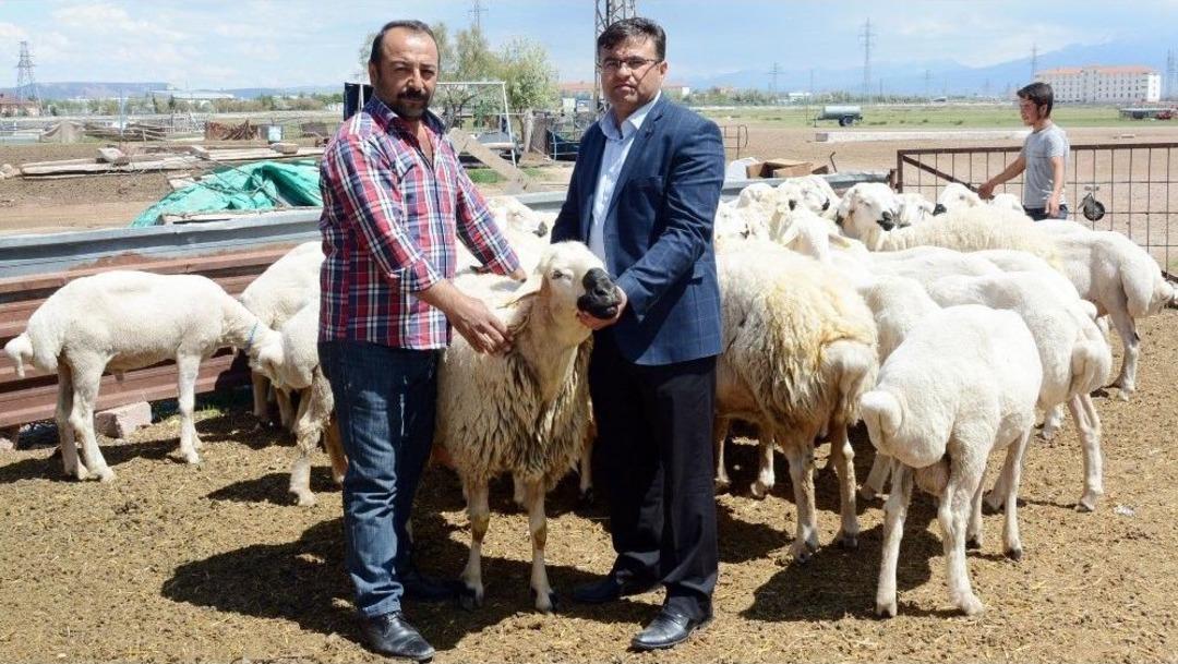 (&ouml;zel Haber) Aksaray&rsquo;da K&uuml;&ccedil;&uuml;kbaş Hayvancılık Teşvikle B&uuml;y&uuml;yor