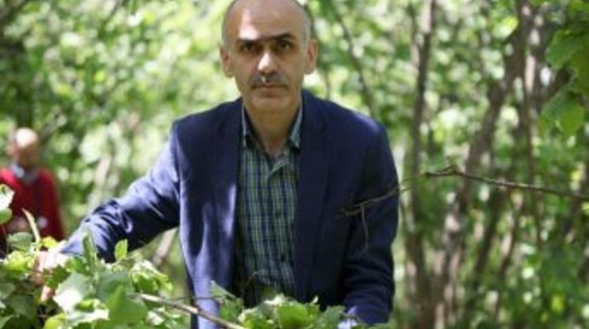 Karan "fındık Tmo&rsquo;da 10,5 Lira, Serbest Piyasada 9,5 Lira"