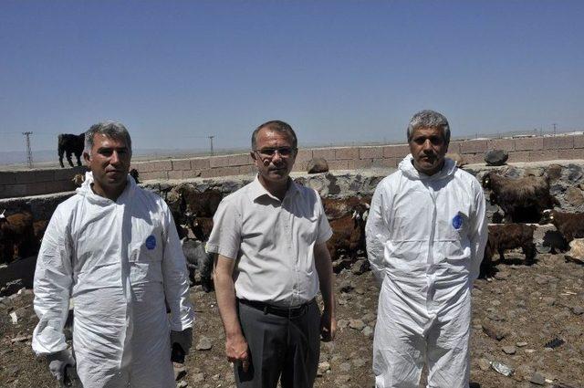 Diyarbakır&rsquo;da 520 Bin Hayvan Kayıt Altına Alındı 2