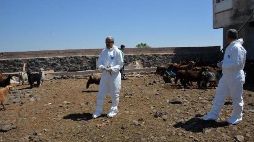 Hırsızlara Karşı Hayvanlara Elektronik &Ccedil;ipli K&uuml;pe