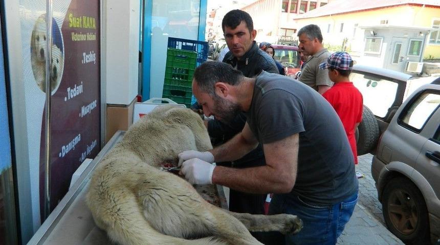 Posof&rsquo;ta K&ouml;ye Gelen Ayı K&ouml;peği Yaraladı