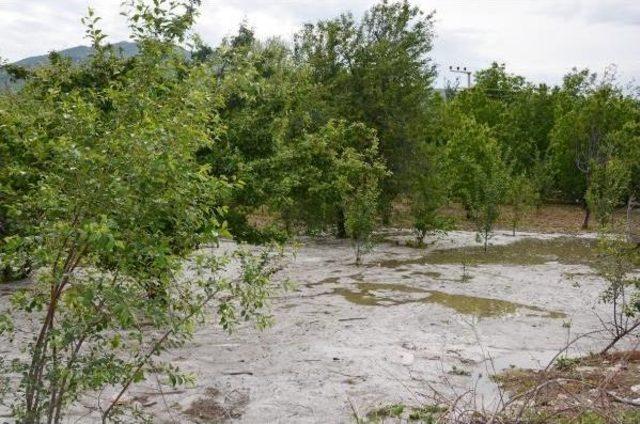 Konya'da Meyve Bahçelerini Ve Ekili Arazileri Dolu Vurdu