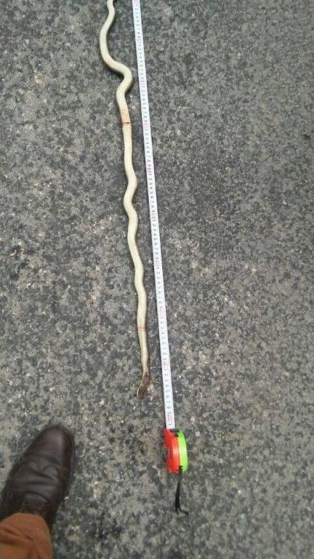 Fatsa&rsquo;da &Ouml;ld&uuml;r&uuml;len Yaklaşık 2 Metrelik Yılan Korkuttu 1