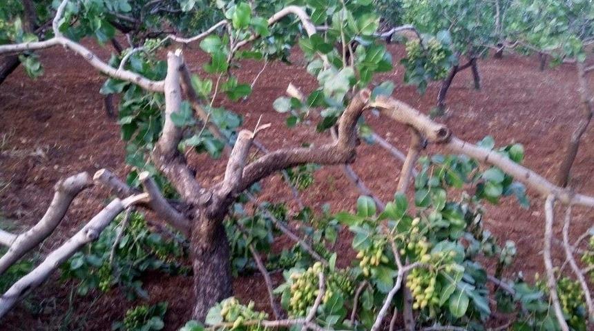 Siirt&rsquo;te Yetişkin Fıstık Ağa&ccedil;larının Dalları Kesildi