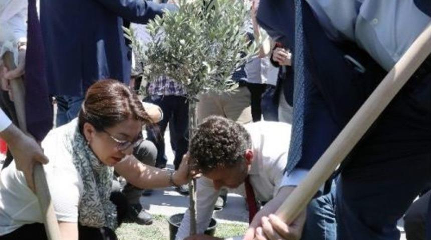 Chp Milletvekillerinden Zeytinlik Protestosu