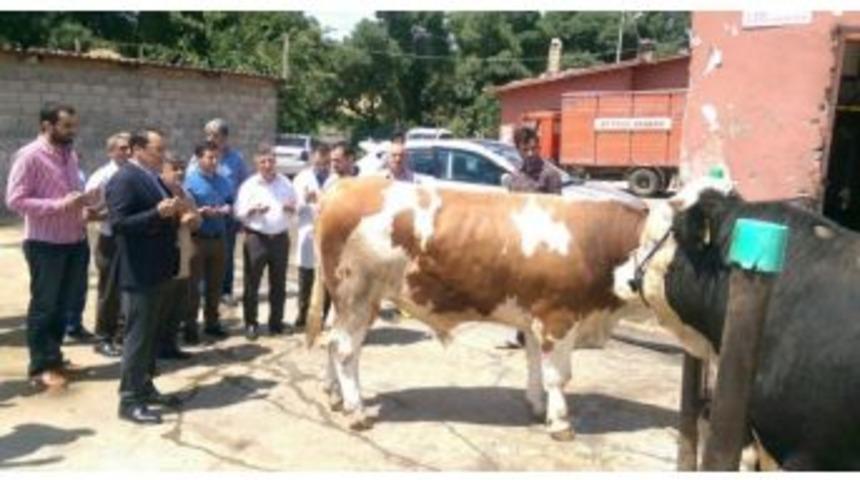 Kahta&rsquo;da &Ouml;ks&uuml;z Ve Yetimler İ&ccedil;in B&uuml;y&uuml;kbaş Hayvan Kesildi