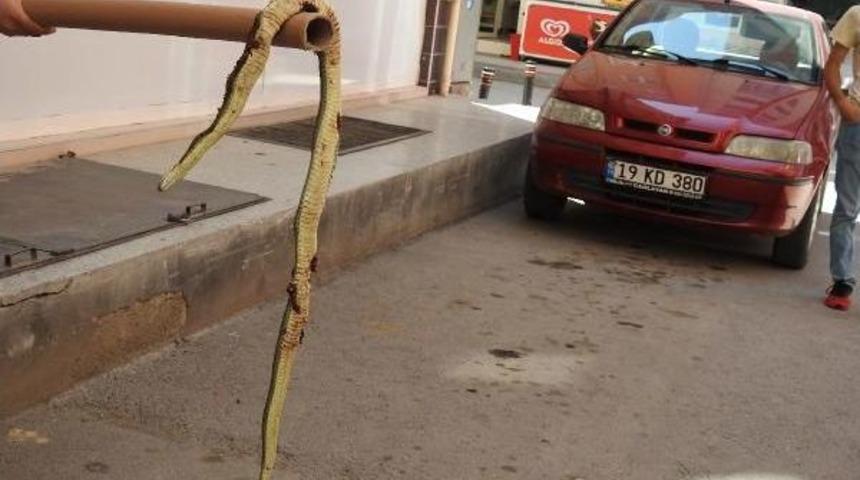Sokakta G&ouml;r&uuml;len Yılan Korkuttu