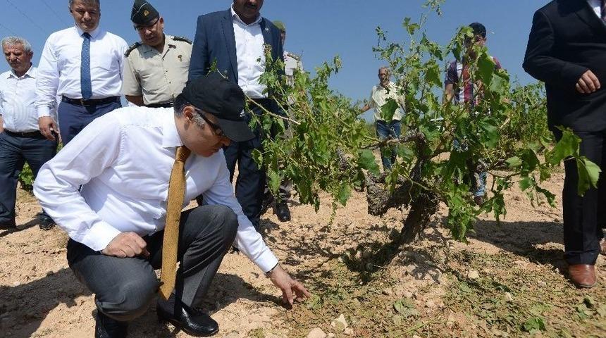 Vali Altıparmak, Dolunun Vurduğu Tarım Arazilerini İnceledi