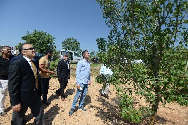 Vali Altıparmak, Dolunun Vurduğu Tarım Arazilerini İnceledi