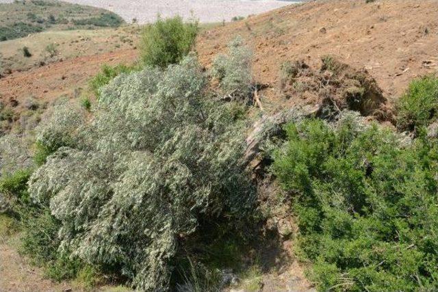 Soma'da 80 Yıllık Zeytin Ağacı Köklenmesi Köylüyü Öfkelendirdi