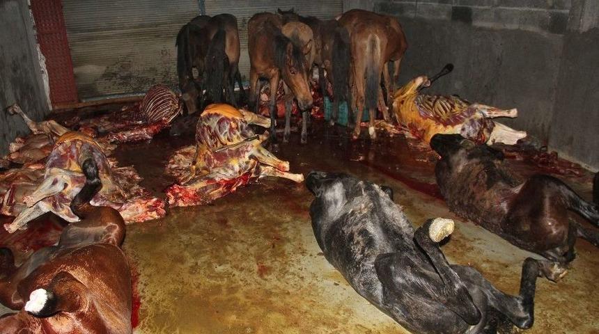 Adana&rsquo;da 8&rsquo;i Kesilmiş, 33&rsquo;&uuml; Kesime Hazır At Ele Ge&ccedil;irildi