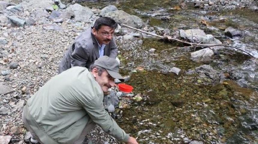 Ordu Derelerine 35 Bin Kırmızı Benekli Alabalık Bırakıldı