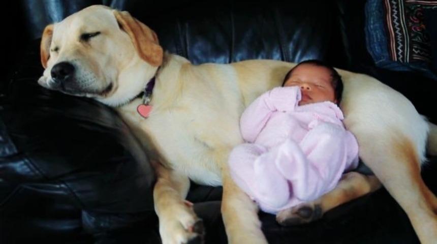 Ana kucağından sonra uyunacak en g&uuml;zel yer...