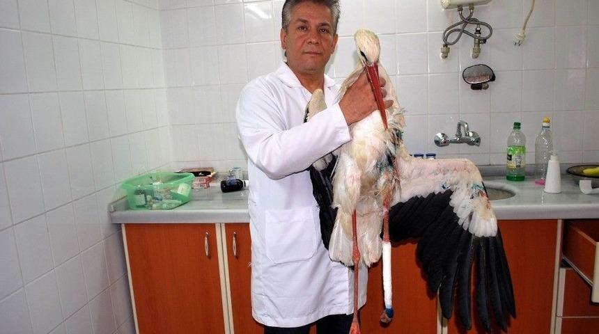 Yaralı Leylek Tedavi Altına Alındı