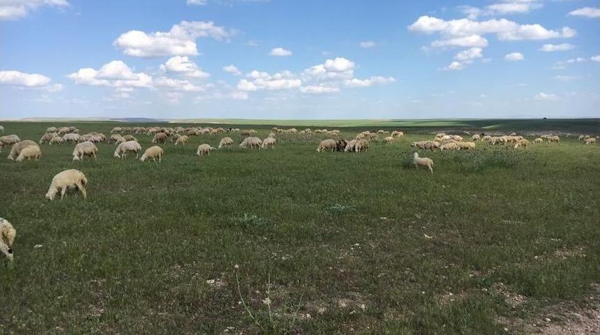 Koyun Otlatan &Ouml;ğrenciye Yılan Saldırdı