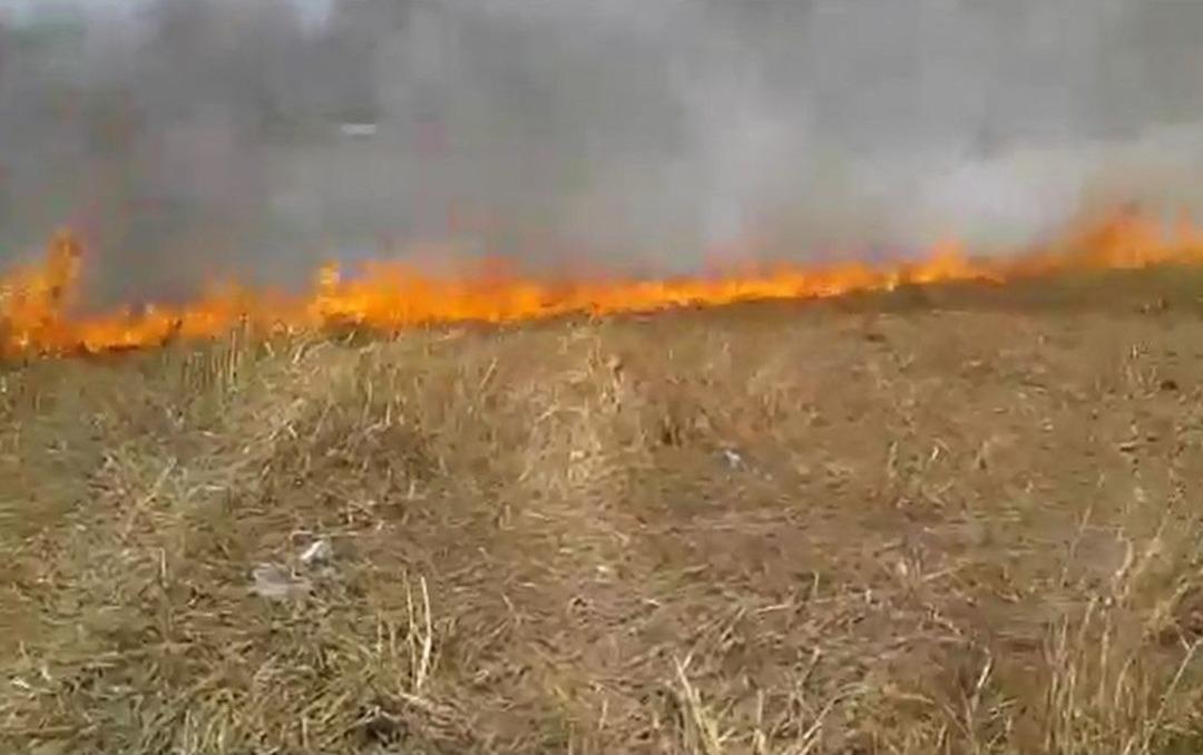 Milas&rsquo;ta Arpa Dikili Arazi K&uuml;l Oldu