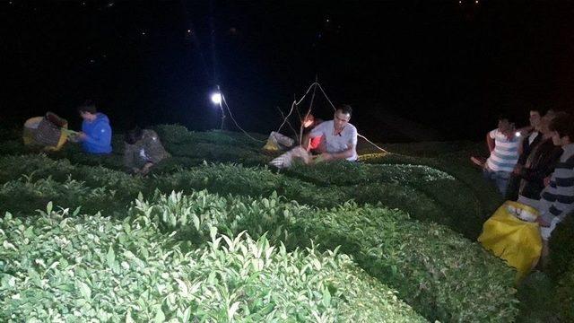 Sıcaklıklar Artınca Rize&rsquo;de &Ccedil;ay &Uuml;reticisi &Ccedil;ayını Gece Toplamaya Başladı 1