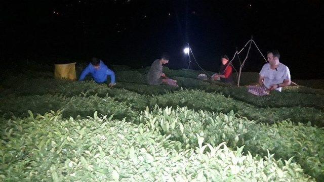 Sıcaklıklar Artınca Rize&rsquo;de &Ccedil;ay &Uuml;reticisi &Ccedil;ayını Gece Toplamaya Başladı 2