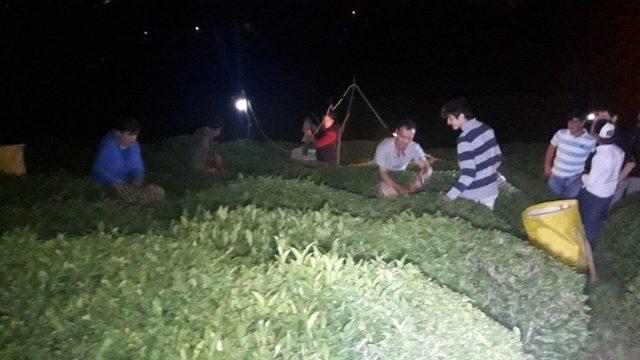 Sıcaklıklar Artınca Rize&rsquo;de &Ccedil;ay &Uuml;reticisi &Ccedil;ayını Gece Toplamaya Başladı 3