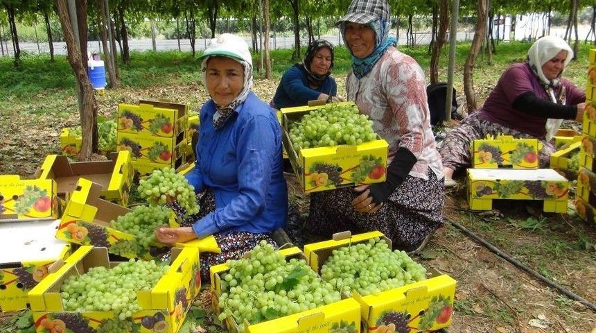 Silifke&rsquo;de &Ouml;rt&uuml; Altı &Uuml;z&uuml;m Hasadı Tamamlandı