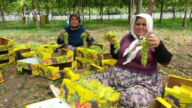 Silifke’de Örtü Altı Üzüm Hasadı Tamamlandı