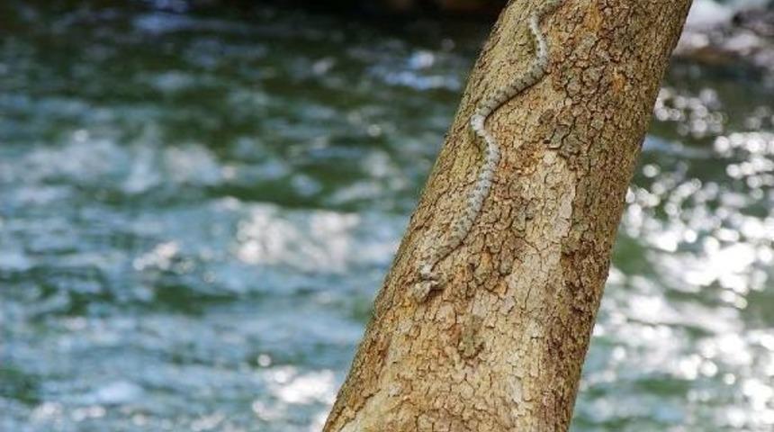 Nesli Tehlike Altındaki Kedig&ouml;zl&uuml; Yılan G&ouml;r&uuml;nt&uuml;lendi
