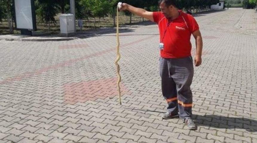 Okul Bah&ccedil;esinde Zehirli Yılan Alarmı