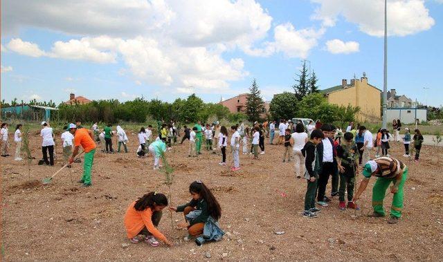 Çam Fidanları Öğrencilerin Elinde Hayat Buldu