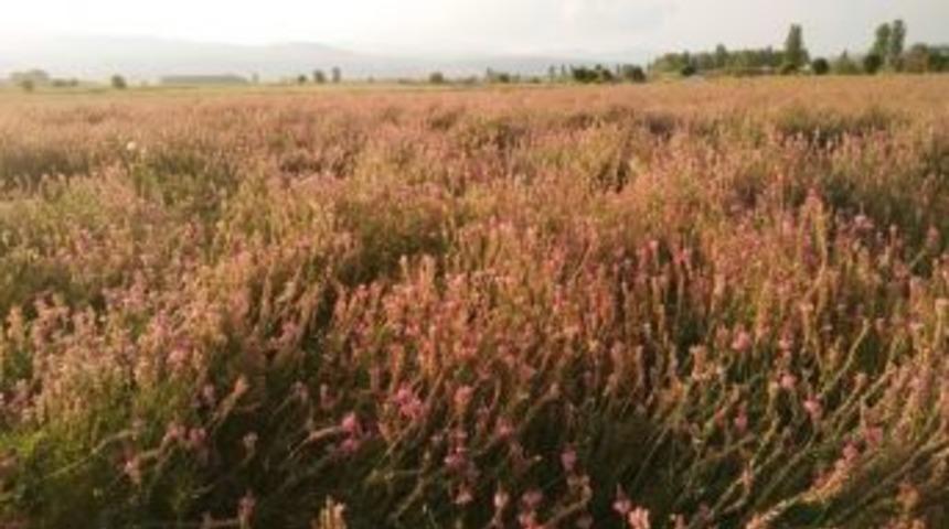 Korunga Bitkisi Arılara Bal &Ouml;z&uuml; Sağlıyor