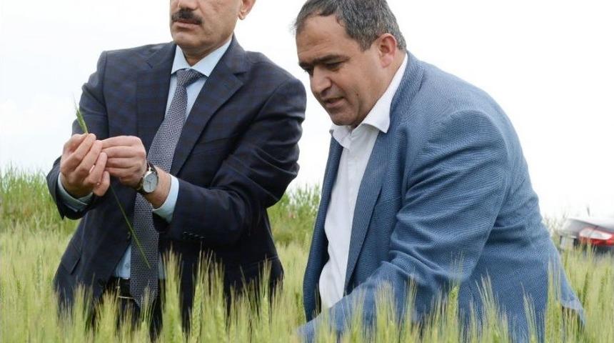 (&ouml;zel Haber) Aksaray&rsquo;da Ekili Tarım Arazileri Denetim Altında