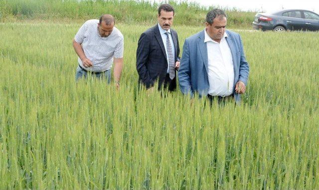 (özel Haber) Aksaray’da Ekili Tarım Arazileri Denetim Altında