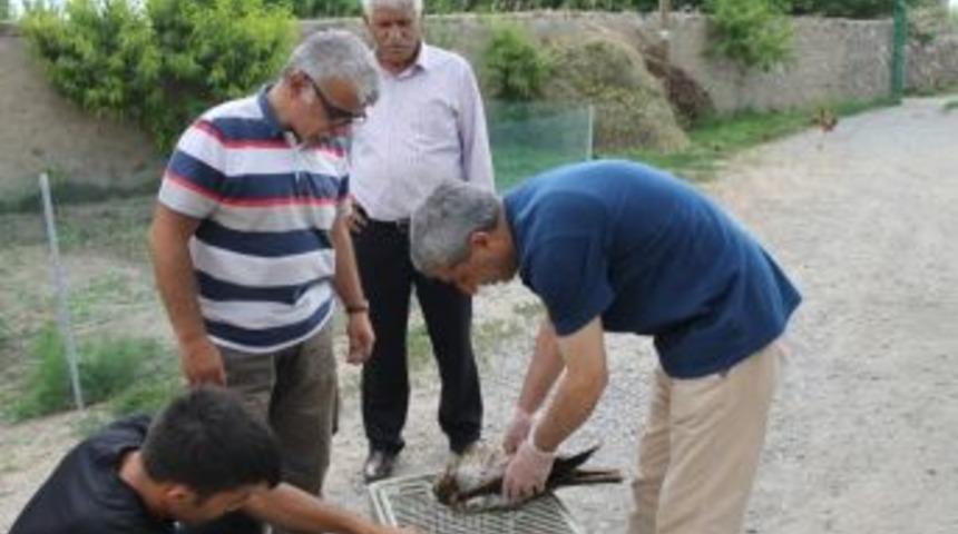 Şahin Yırtıcısı Doğaya Bırakıldı