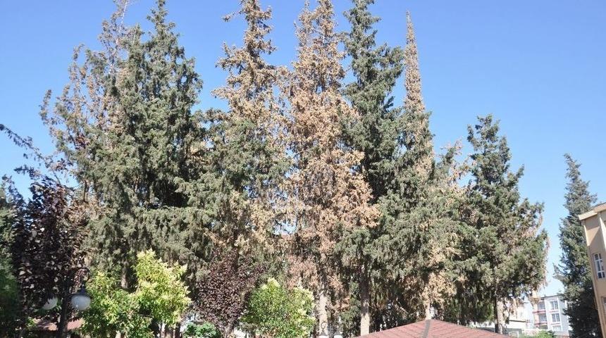 Kabuk B&ouml;ceğinin Kuruttuğu 29 &Ccedil;am Ağacı Kesilecek