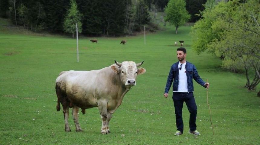 Boğa G&uuml;reşlerinin Rakipsiz Boğası &lsquo;aras&rsquo; L&uuml;ks Araba Fiyatına Artvin&rsquo;den Muğla&rsquo;ya Satıldı