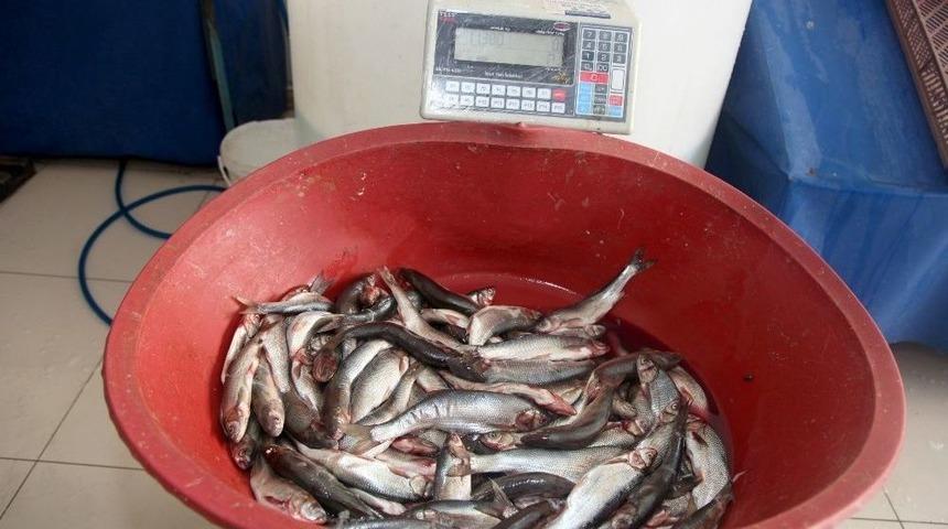 İpekyolu&rsquo;nda Ka&ccedil;ak Balık Denetimi