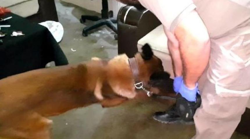 &Ccedil;ekyattaki Esrarı 'kanas' Buldu