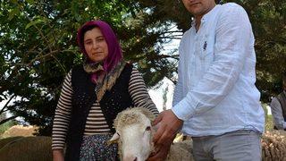 Başmakçı’da 28 Üreticiye 78 Adet Koç Dağıtıldı