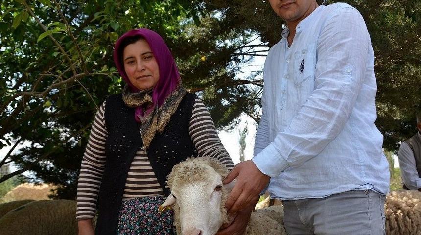 Başmakçı’da 28 Üreticiye 78 Adet Koç Dağıtıldı